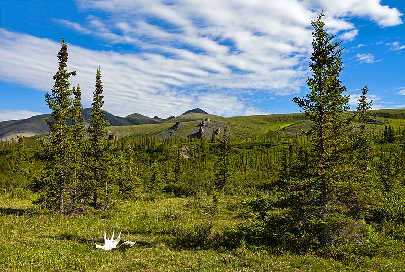 File:Spruce trees, tors and caribou antlers at Wolf Creek campsite, Ivvavik National Park, YT.jpg