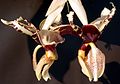 Stanhopea tigrina