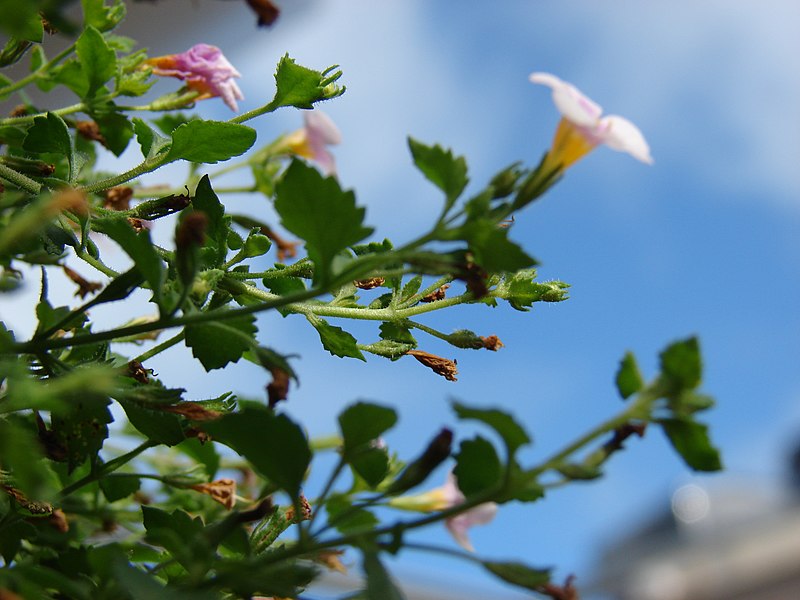 File:Starr-080103-1360-Sutera cordata-Snowstorm Pink flowers and leaves hanging basket-Lowes Garden Center Kahului-Maui (24899647345).jpg