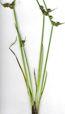 סטאר 030807-9003 Cyperus difformis.jpg