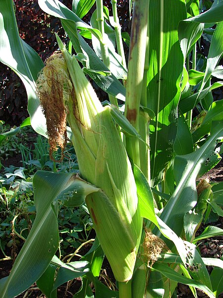 File:Starr 081009-0037 Zea mays.jpg