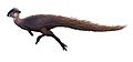 Stegoceras