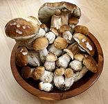A collection of Boletus edulis of varying ages