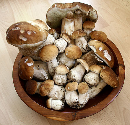 Porcini can vary considerably in size.