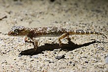 Stenodactylus slevini from Red Sea Coast, Saudi Arabia Stenodactylusslevini.jpg