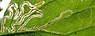 Stigmella splendidissimella (Sierlijke braammineermot)