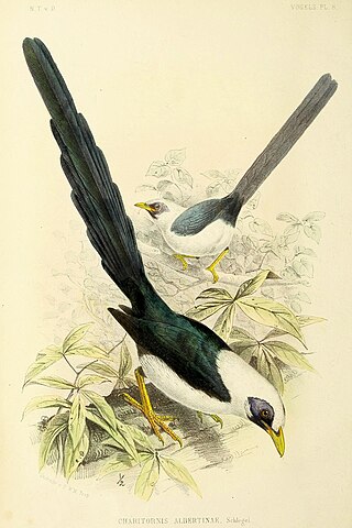 <span class="mw-page-title-main">Bare-eyed myna</span> Species of bird