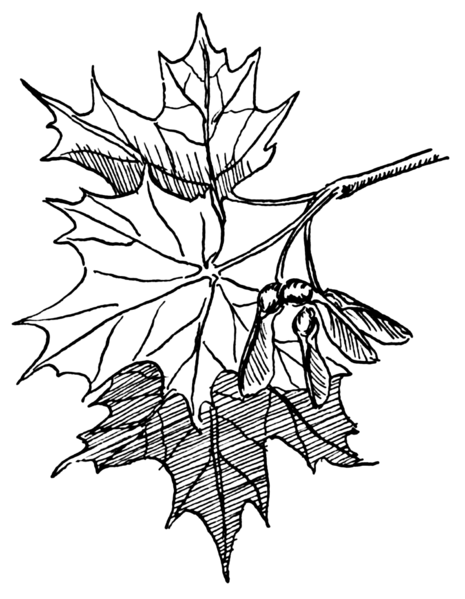 File:Sugar Maple (PSF).png