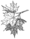 Sugar Maple (PSF).png