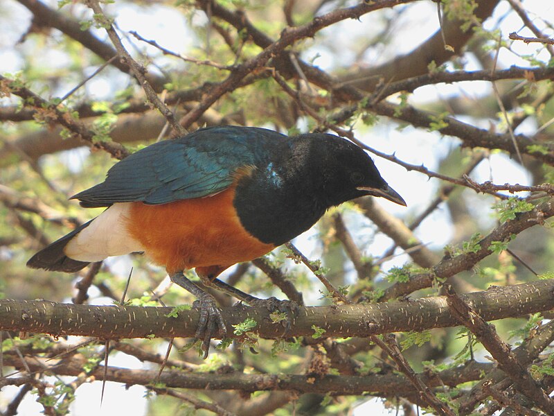 File:Superb Starling, Ngorongoro.jpg