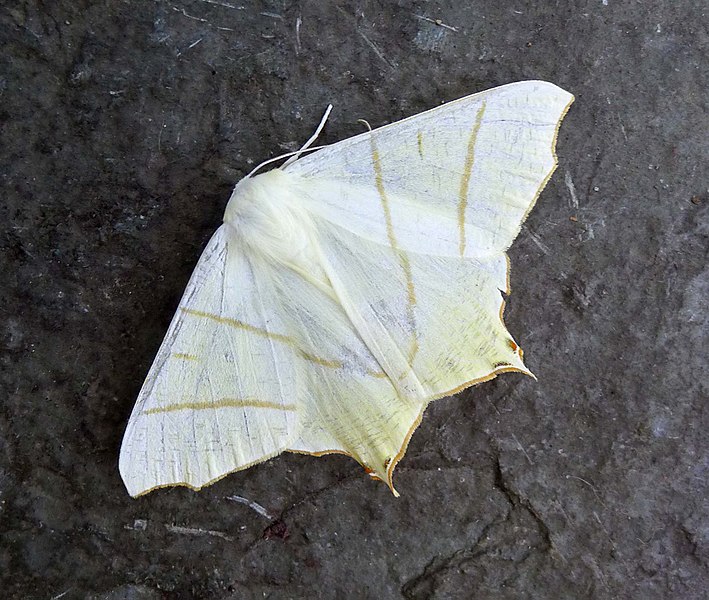 File:Swallow-tailed Moth. Ourapteryx sambucaria, plus Moth List - Flickr - gailhampshire.jpg