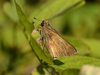 <i>Nastra lherminier</i> Species of butterfly