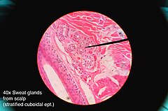 Histology of sweat gland showing stratified cuboidal epithelium