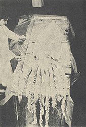 #178 (9/11/1966) Giant squid specimen from Sweet Bay, Bonavista Bay, Newfoundland, November 1966 (Aldrich & Brown, 1967:8, fig.)