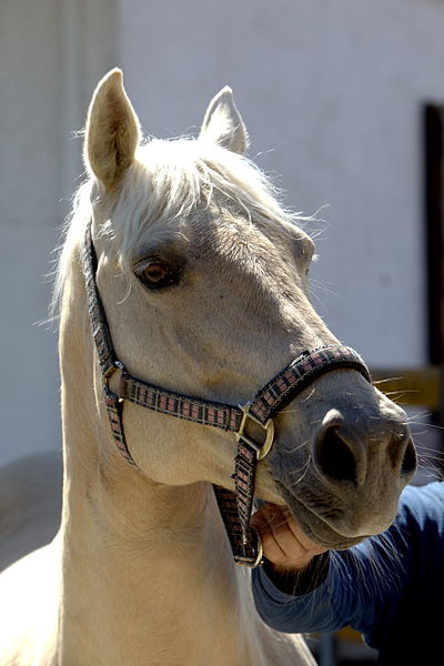 File:Swiss national stud farm Avenches-IMG 8528.jpg