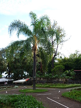 Királynőpálma (Funchal, Szent Katalin park)