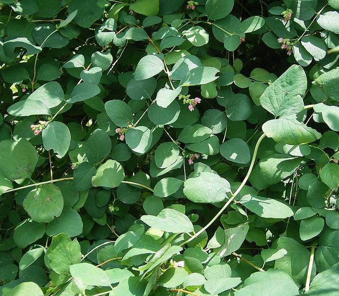 File:Symphoricarpos albus6 ies.jpg