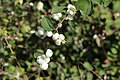 Symphoricarpos albus