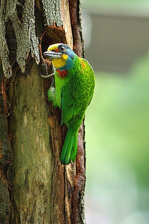 Taiwan Barbet.jpg