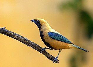 Culoarea bubalină la tangaraua guianeză (Stilpnia cayana)