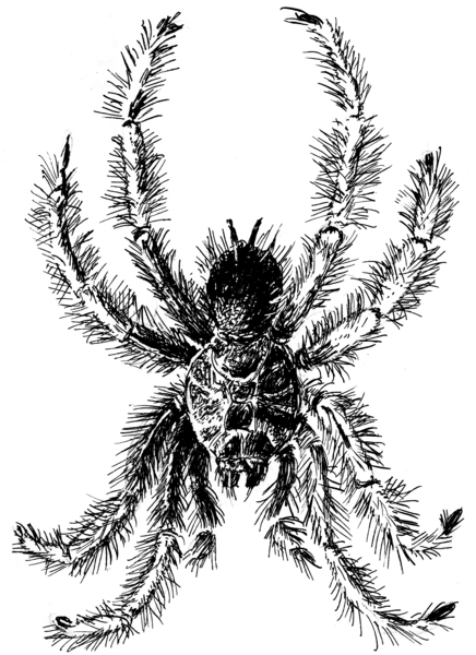 File:Tarantula 2 (PSF).png