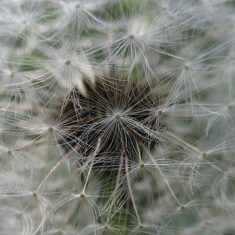 Dandelion seeds