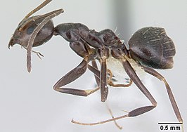 Technomyrmex camerunensis