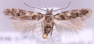 <i>Teleiodes flavimaculella</i> Species of moth