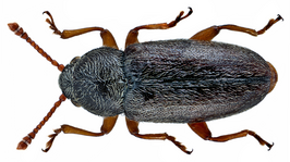 Telmatophilus caricis