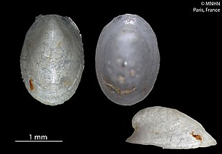 <i>Tentaoculus haptricola</i> Species of gastropod