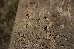 English: This is a group of termites eating so...