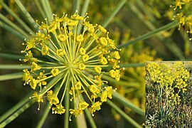 Thapsia villosa.