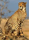 Guépard