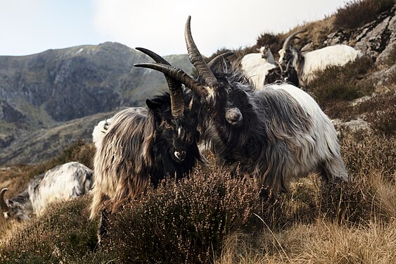 Two mountain goats clashing heads on a cliff-face near Llyn Idwal in the Ogwen Valley. Eryri National Park Photograph: RufusDavies