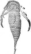 Fossil of the Silurian-Late Devonian eurypterid ("sea scorpion") Drepanopterus The Eurypterida of New York figure 69.jpg