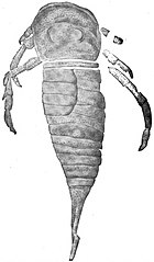Drepanopterus. The Eurypterida of New York figure 69.jpg