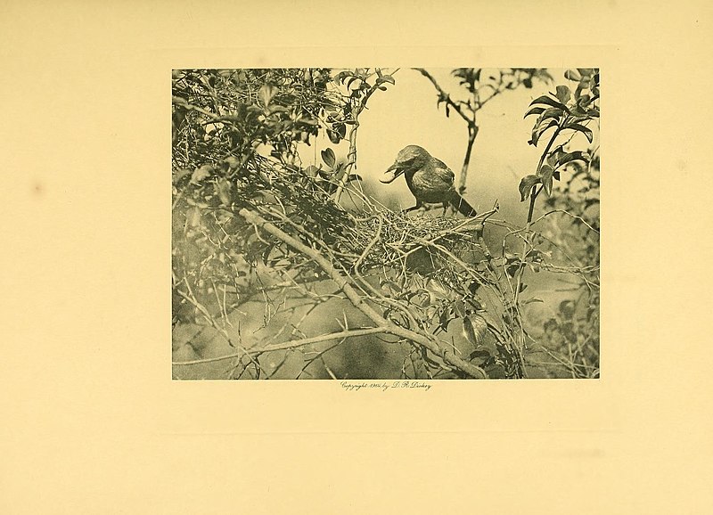 File:The birds of California (Plate 5) (7699527828).jpg