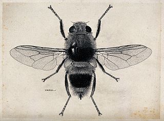 Warble fly genus of insects