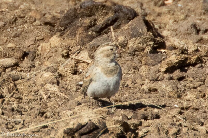 File:Thick-billed Longspur, Davis Pasture, Sonoita, AZ 2018-02-08 11-17-59 (25284772787).jpg