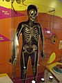 Una exposición sobre el cuerpo humano en el Museo de Ciencias de Birmingham.