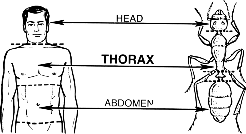 File:Thorax (PSF).png