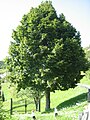 Nuevu árbol aislláu de T. platyphyllos nos Alpes italianos