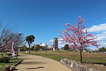 Sakura festival 2012-3-24