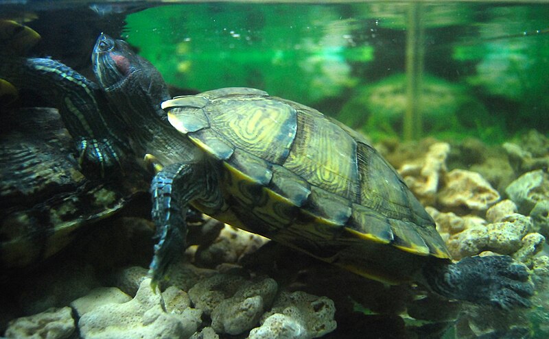 File:Trachemys scripta elegans at Beijing Zoo.JPG