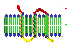 Transmembrane receptor.svg
