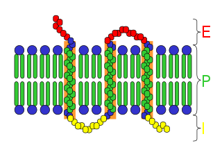 Integral membrane protein type of membrane protein that is permanently attached to the biological membrane