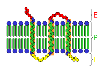 Récepteur transmembranaire — Wikipédia