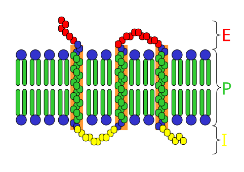 File:Transmembrane receptor.svg