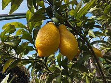 Citrus limon (citronnier), plante-hôte possible.