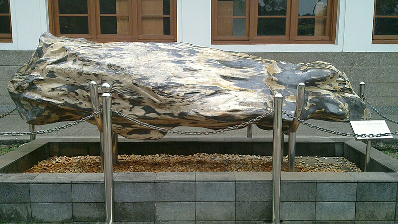 File:Tree fossil, Bandung.jpg